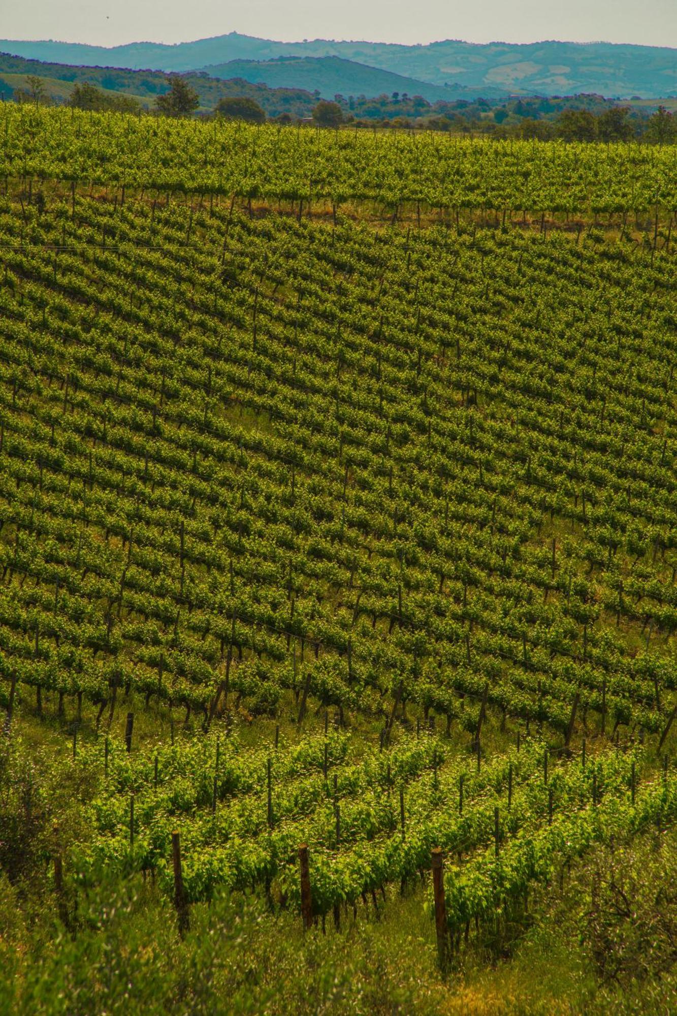 Fattoria Di Magliano Winery Magliano in Toscana Quarto foto